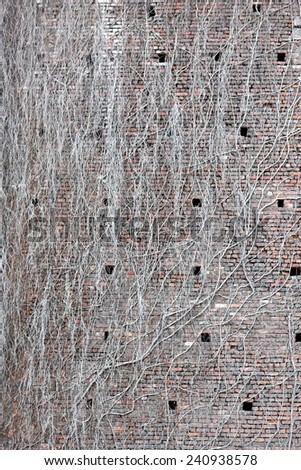 A defensive brick wall with withered plant