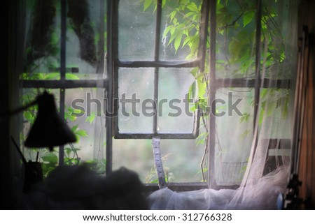 Cozy window with woodbine outdoors