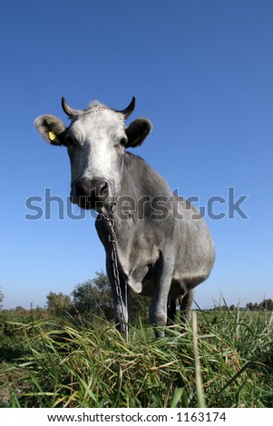 Blue cow portrait