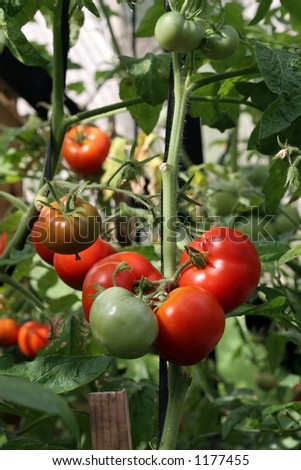 greenhouse tomatoes ripening on the vine