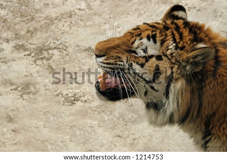 Tiger\'s scream