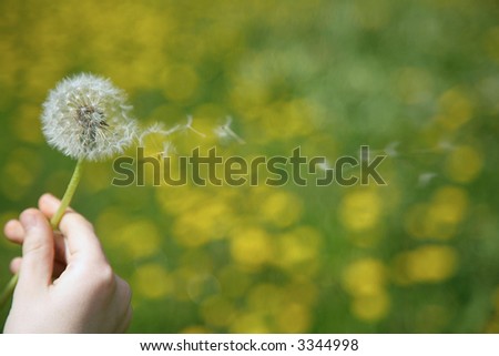 dandelion flying