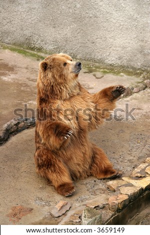 brown bear in zoo sitting with raised paws