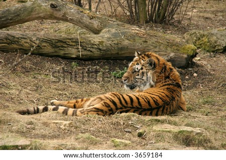 relaxed tiger laying down near some bushes