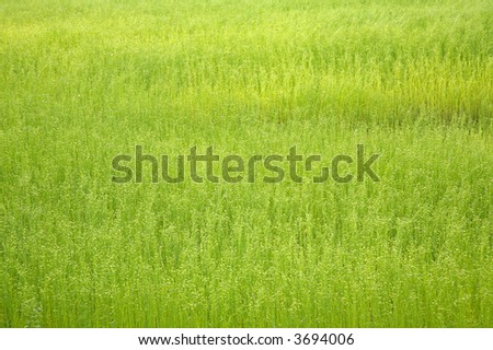 background of bright green field of linen