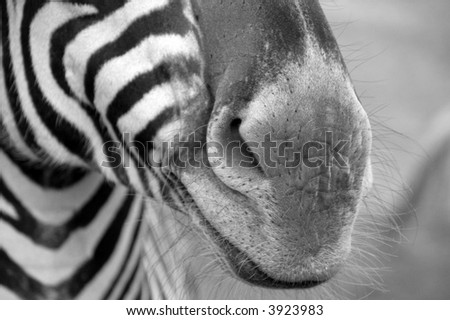 extreme zebra close-up, black and white