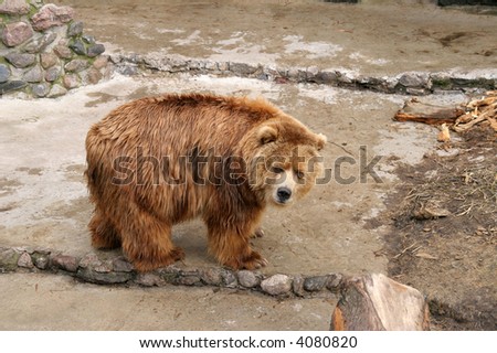 brown bear posing in zoo