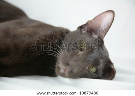 Brown Oriental Cat