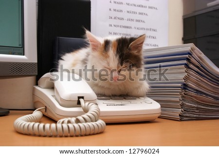 cute kitten sleeps on the desktop