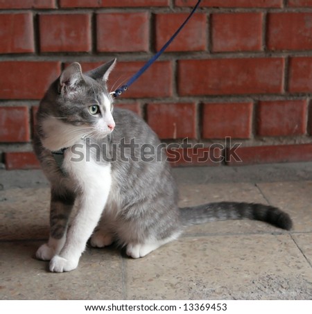 beautiful grey cat on leash waits an owner