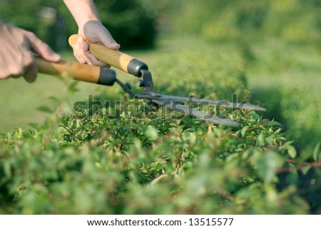 someone trimming bushes with  garden scissors
