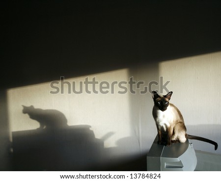 shade of the Siamese cat in dark room