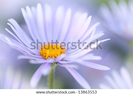 garden flower with white morning mist