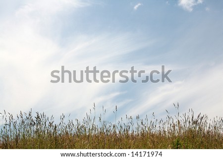 Summer background with the place to insert advertising text