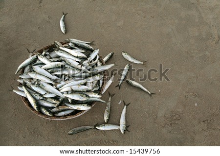 fishing catch in basket ashore ocean