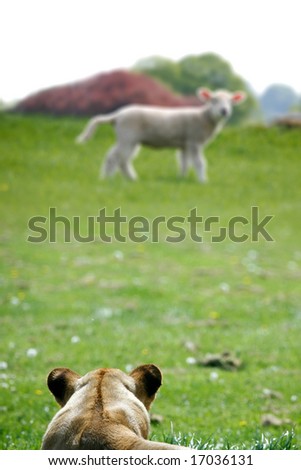 Innocent lamb and hungry lion on green meadow