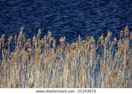 golden reed texture against dark blue water background