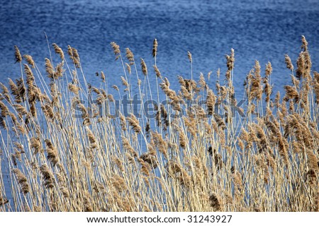 reed texture against blue water background
