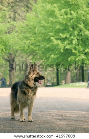 Tired dog in the green park