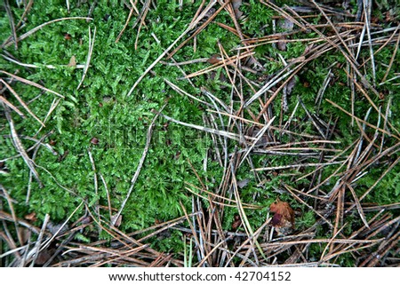green moss of nordic forest