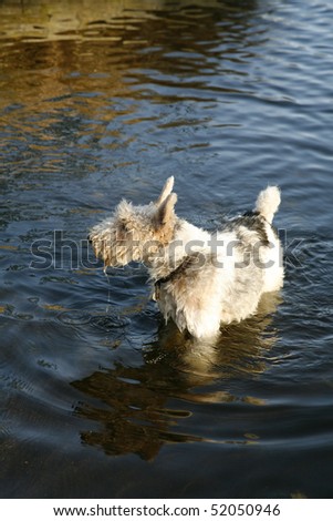 Fox terrier standing in lake, close up