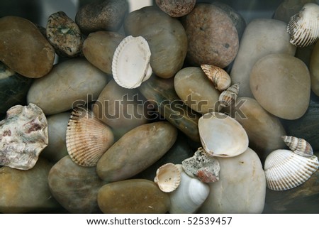 Background from stone and cockleshells in large aquarium