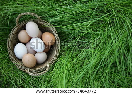 country eggs basket in the green grass