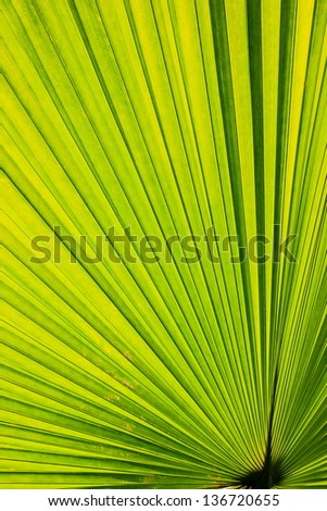 Palm leaf with various shades from green to yellow