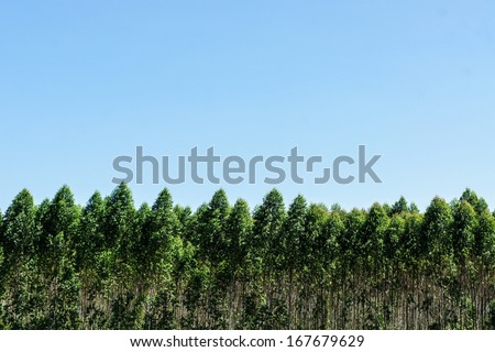 Eucalyptus forest and sky in Thailand, plats for paper industry
