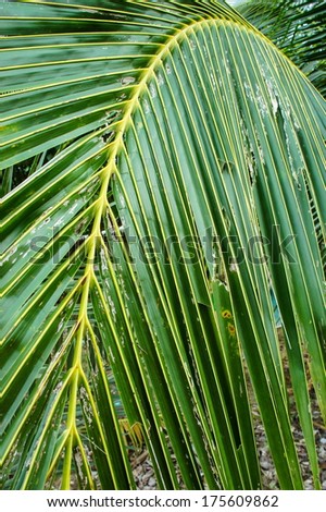 Coconut Leave Green Line Composition, Closeup