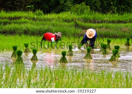 stock photo : Rice farmers on rice field in Thailand