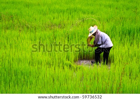 Rice Farmer on Rice Farmers On Rice Field In Thailand Stock Photo 59736532