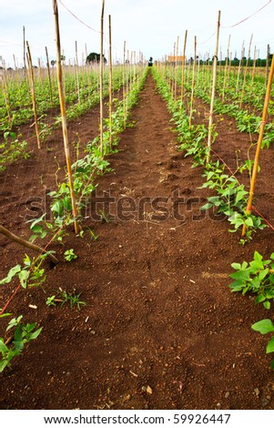 Beans farm in thailand