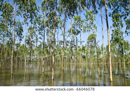 Flooding Eucalyptus forest in Thailand, plats for paper industry