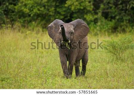 African Elephant Food