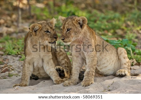 Two lion cubs seems to talk to each other