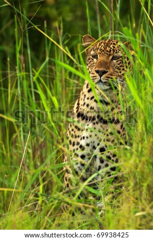 A leopard stands out of its surroundings during the Emerald Season (green season, rainy season) in Africa.