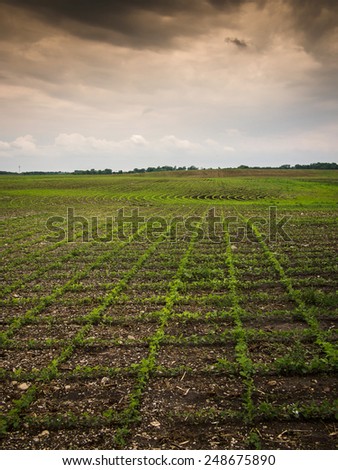 Landscape of farmland showing rows of crops that go off towards the horizon at dusk.