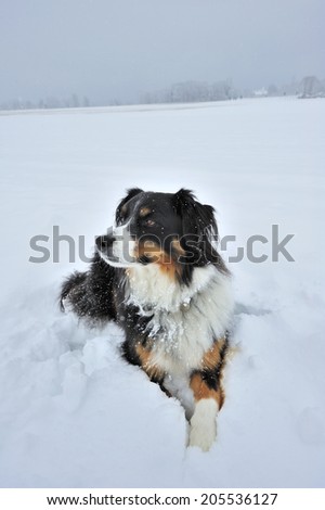 Portrait of a dog (cross between a Border Collie and an Appenzell breed) lying in the snow. Space for text in the sky or on the snow.
