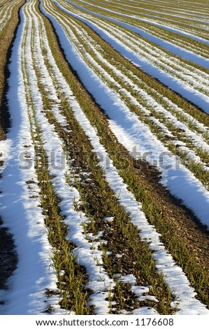 Rows of onions in a field after a fall of snow. The rows of onions, interspersed with lines of snow and shadow make a striking and fluid visual pattern.