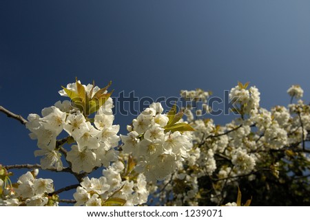 A close-up of cherry blossom against a clear blue sky shortly after dawn. More blossom, out of focus, in the background. Space for text in the sky.