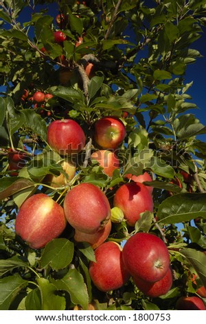 The boughs of an apple tree in late summer, laden down with rich red fruit, set against a deep blue sky.