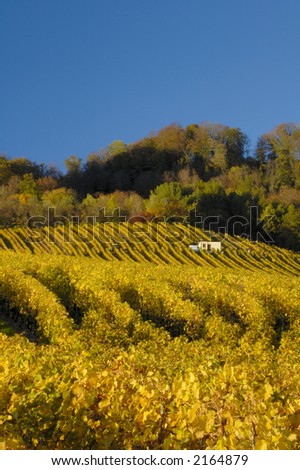 Swiss vineyards of La Cote, under a clear blue autumn sky. A tiny vineyard worker can be seen to the right of the building, with his tractor centre left of the picture.