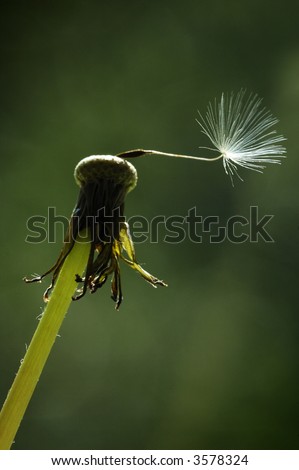 A single dandelion seed remains on the seed head of a dandelion clock.