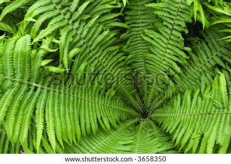 Looking straight down the leaf funnel of a fern. Graphic image, suitable as beackground.