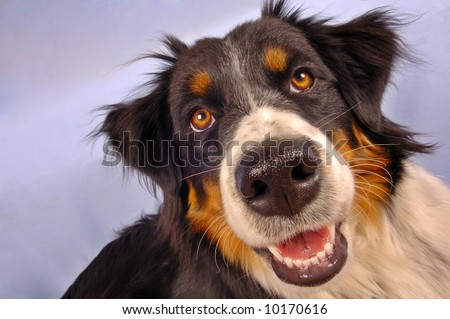 a collie