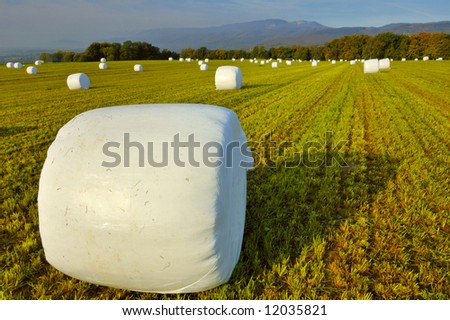 Bales of a green crop, wrapped up in plastic for storage. Jura mountains in the background.
