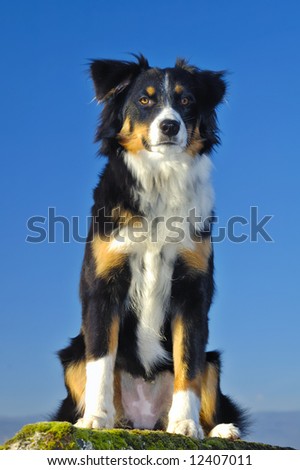 Young dog (cross between a Border Collie and an Appenzeller), sitting with a watchful look. Taken from a low viewpoint, against a blue sky.