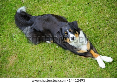 Young dog (cross between a Border Collie and an Appenzeller) lying cross-legged.