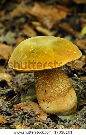 A boletus species of mushroom, in beech woods. Space for text on out of focus background.